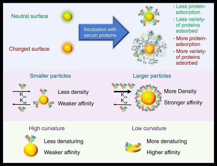 The properties of the colloidal gold, preparation and its application in medicine