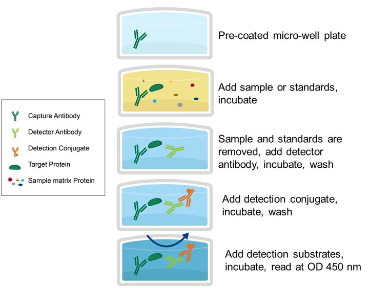ELISA Test Method