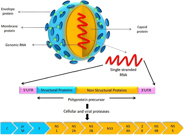 Diagnosis of dengue virus