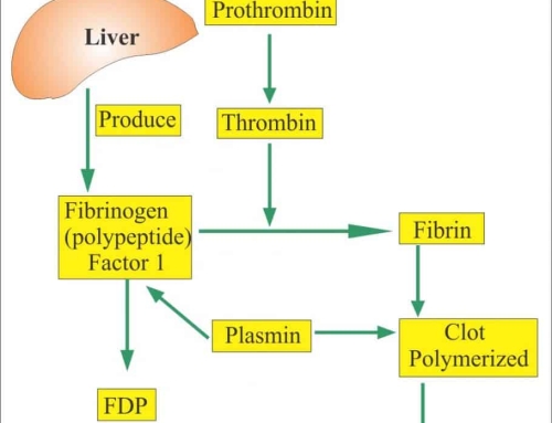 D-Dimer Determination Reagent (Immunoturbidimetry)