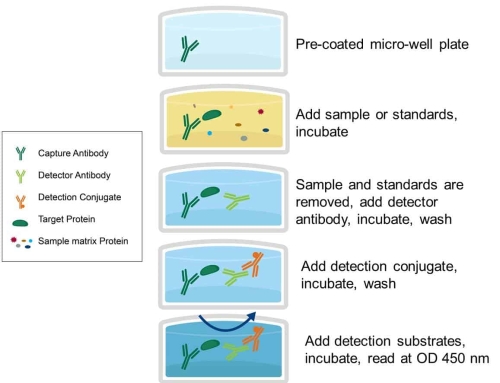 ELISA Test Method