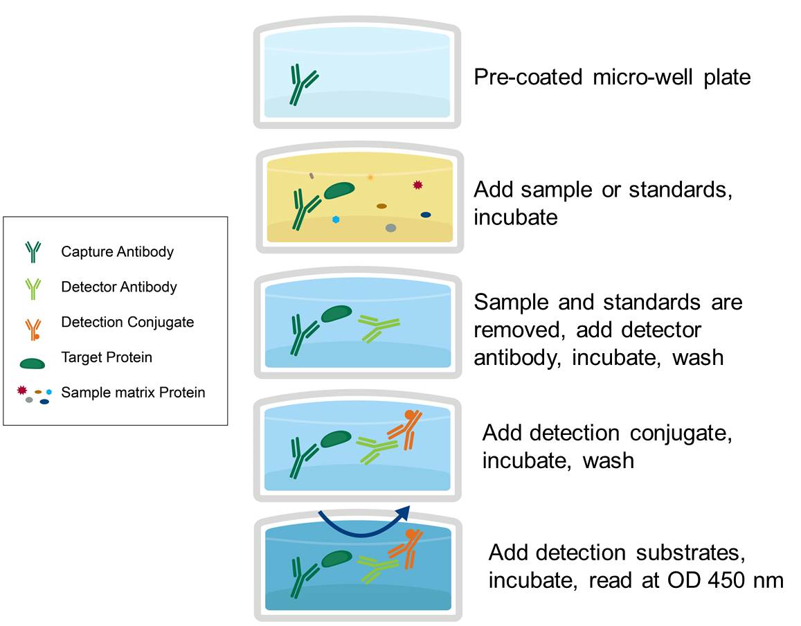 Enzyme Linked Immunosorbent Assay Pdf