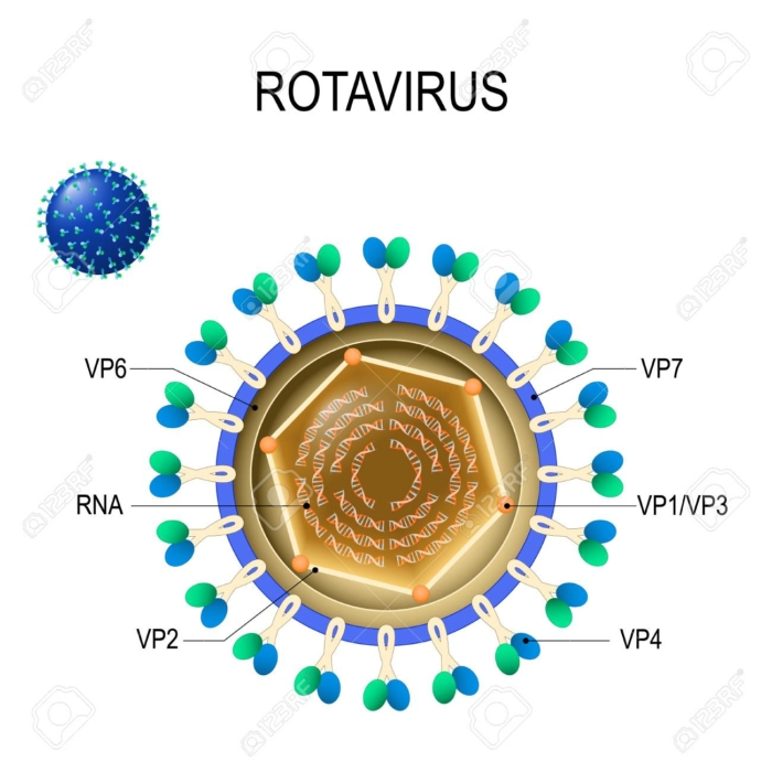 Rota virus