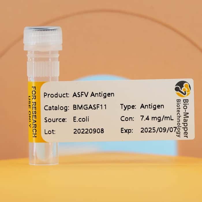 African swine fever ASFV