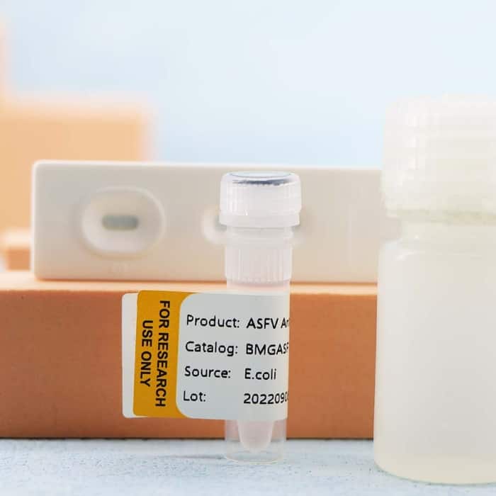 African swine fever ASFV - Image 4