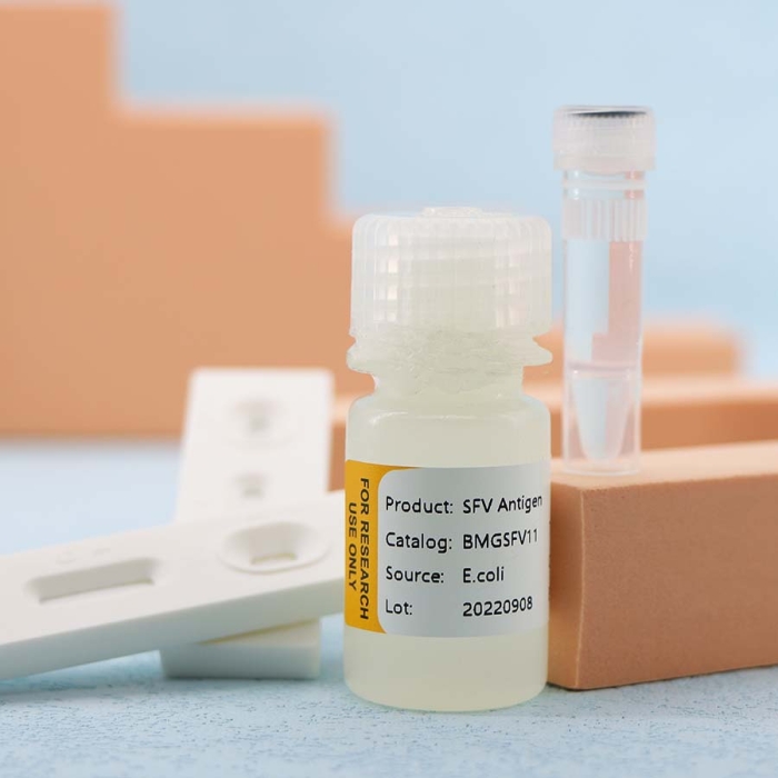 Swine Fever (CSFV) - Image 3