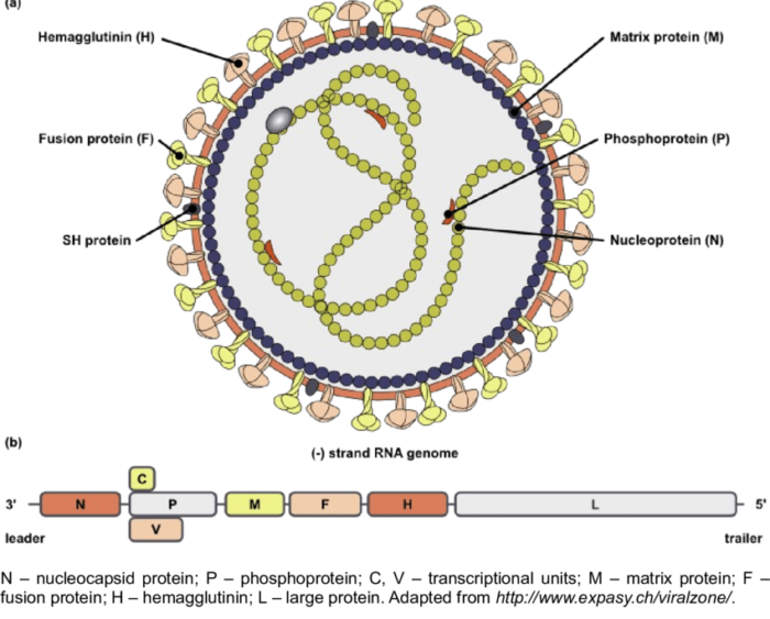 Canine Distemper Virus(CDV)