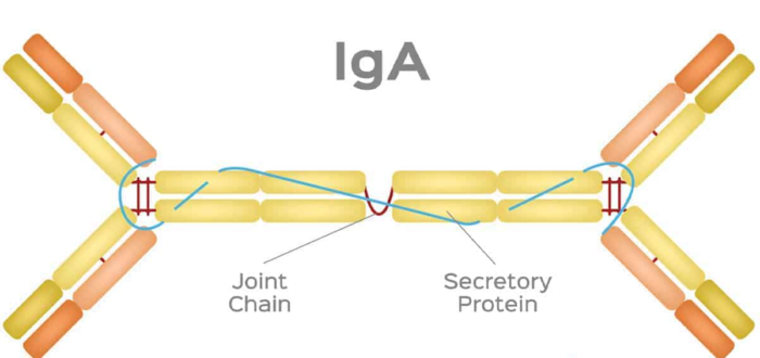Mouse anti-human IgA