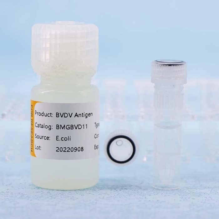 Bovine Viral Diarrhea Virus (BVDV) - Image 3