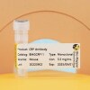 Canine C reactive protein-CRP
