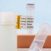 Canine C reactive protein-CRP - Image 4