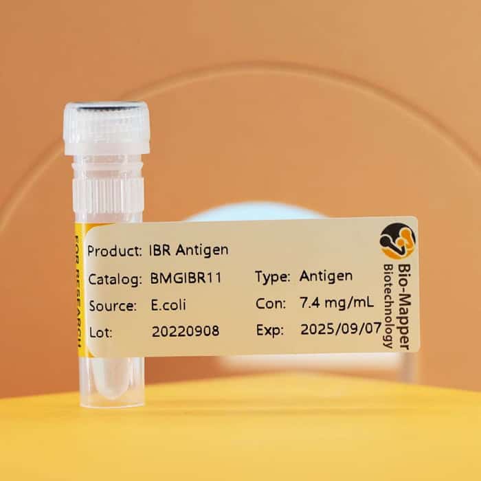 Infectious Bovine Rhinotracheitis (IBR)
