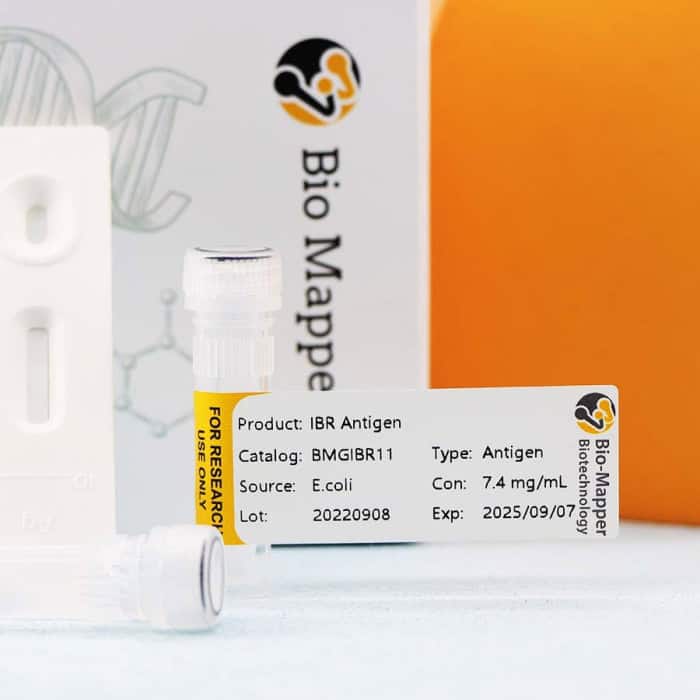 Infectious Bovine Rhinotracheitis (IBR) - Image 2