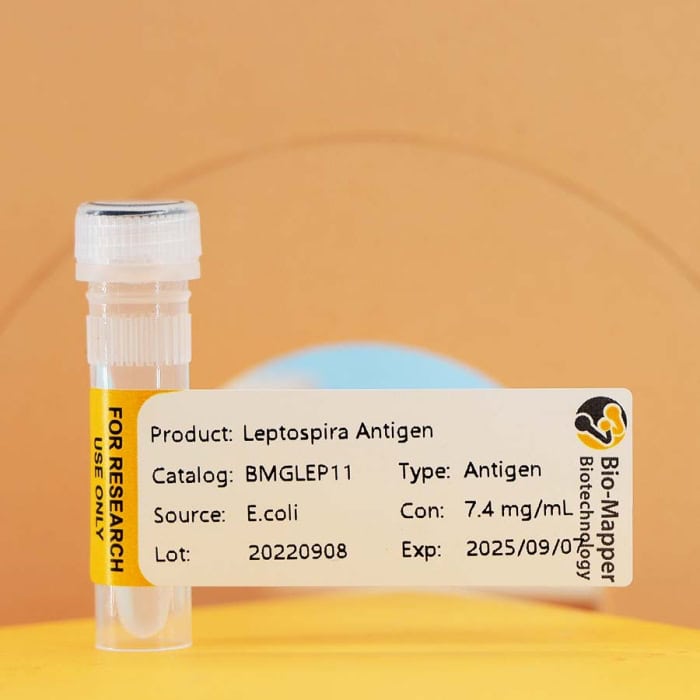 Leptospira