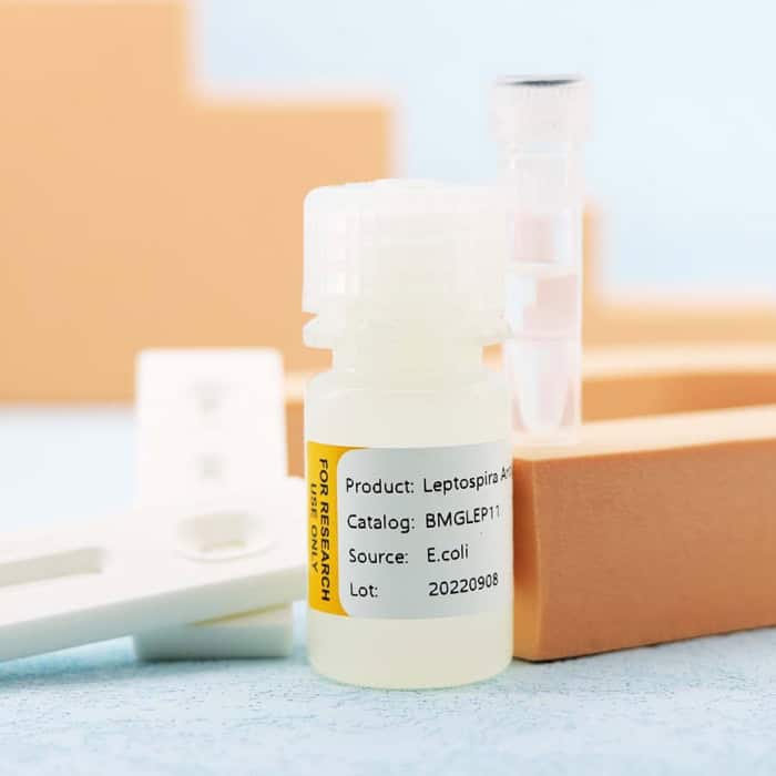 Leptospira - Image 3