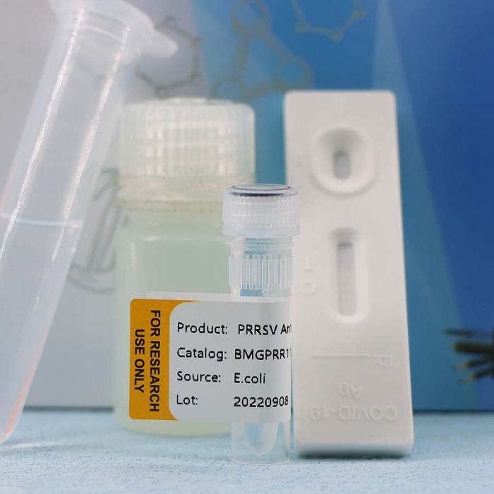 Porcine Reproductive And Respiratory Syndrome  (PRRSV) - Image 4
