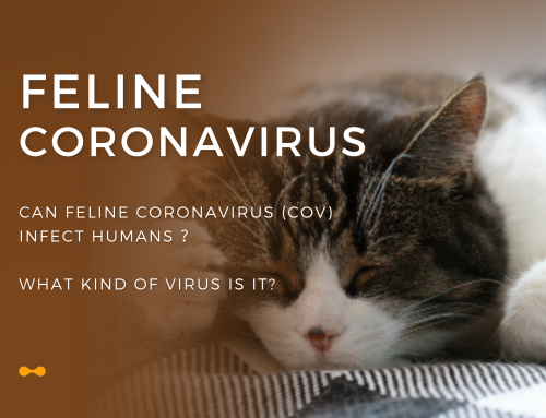 Can feline coronavirus (CoV) infect humans ？What kind of virus is it?