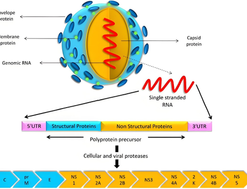 Diagnosis of dengue virus